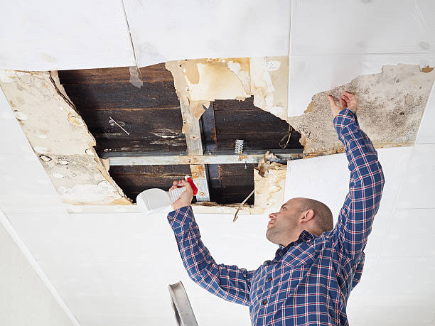 Environmental Consulting for Mold Prevention in Steelton, PA